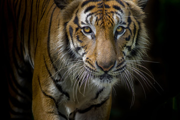 Fotomurali - Tiger portrait in front of black background