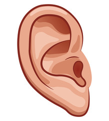 vector ear on white background