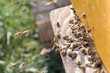 Swarm of bees at beehive entrance.