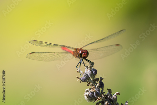 Fotografia, Obraz Red mustached darter seen from the front and sitting on a dry laveder with brigt