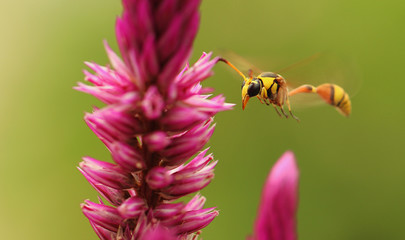 Sticker - Wasp in flight