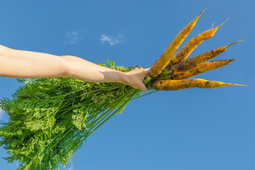 A bunch of yellow fresh carrots against a cloudy blue sky. A woman's hand holds the carrot for the green tops