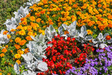 Fototapeta Kwiaty - bright garden flowers