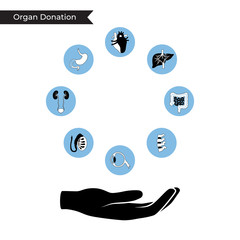 Sticker - Vector illustration of donor organs