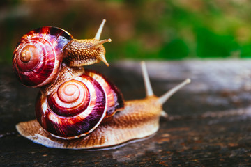 Two snails on the natural background, macro view.  A couple of beautiful helix with spiral shell.