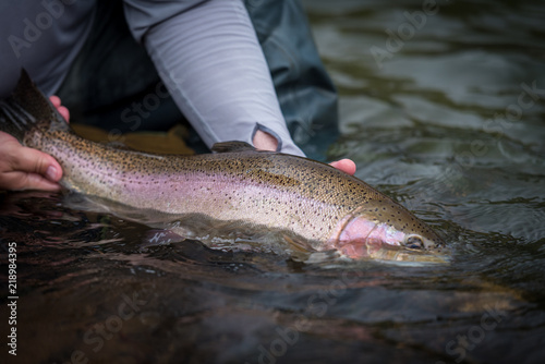 Fotografía Trout Fishing Catch and Release