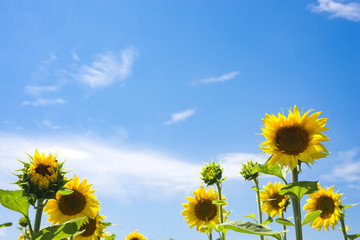 Wall Mural - The charming landscape of sunflowers against the sky. Sunflowers garden.