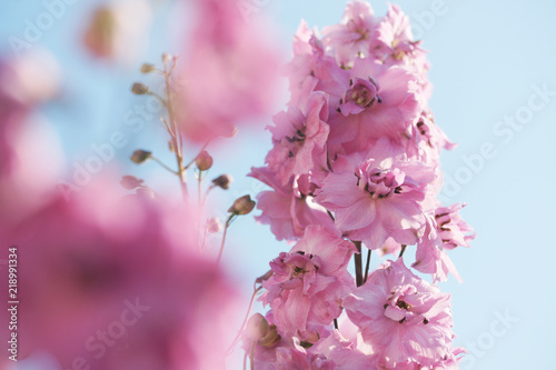 Fotomural Lilac delphinium in the garden.