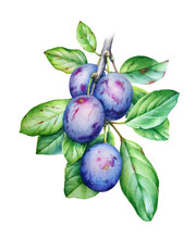 Watercolor Illustration Of The Plum Tree Branch With Green Leaves And Fruits