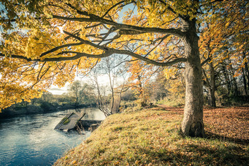 Canvas Print - Beautiful, golden autumn scenery with trees and golden leaves in the sunshine in Scotland