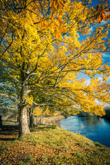 Canvas Print - Beautiful, golden autumn scenery with trees and golden leaves at the river in the sunshine in Scotland