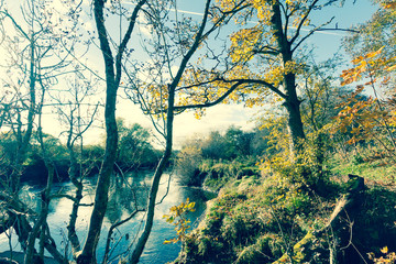 Canvas Print - Beautiful, golden autumn scenery with trees and golden leaves in the sunshine in Scotland