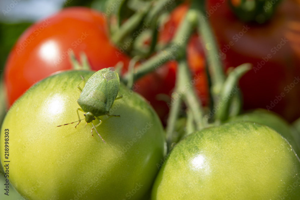 Punaise verte puante sur une tomate Stock Photo Adobe Stock — free download