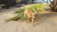 Cute Dog Near Palm Leaf