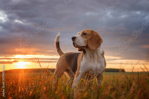 Cuadros en Lienzo Beagle portrait on the background of a beautiful sunset