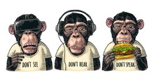 Three Wise Monkeys. Not See, Not Hear, Not Speak. Vintage Engraving