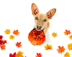 Wall Mural - halloween  ghost  dog trick or treat