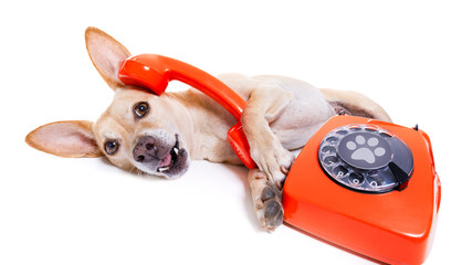 Poster - dog on the phone