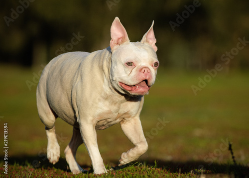 french bulldog albino