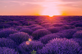 Fototapeta Kwiaty - lavender