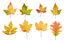 Colorful Autumn Leaves Set Isolated On White Background