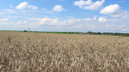 Wall Mural - Golden wheat field against a blue sky and clouds