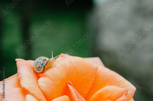 Zdjęcie XXL Mały ślimak na płatku róży