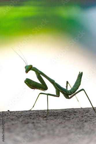 Fotografie, Obraz Silhouette of Bright green predatory praying mantis standing on gray deck lookin