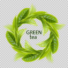 Green tea. Sprigs of tea in the form of a round frame isolated on transparent background. Realistic vector illustration.