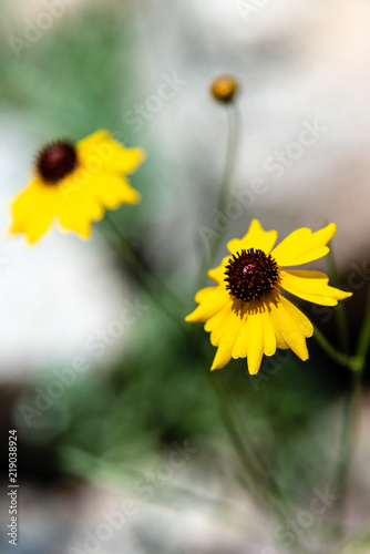 Fotografia, Obraz Black-eyed Susan at Pioneer Park. Newport, Washington