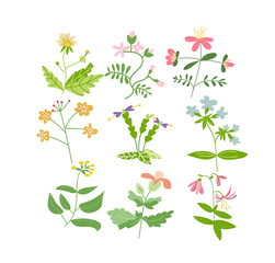 Wall Mural - wild flower meadow illustration.vector floral elements collection. romantic hand drawn flowers and leaves collection. botanical elements collection. hand drawn floral doodles. 