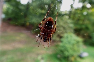 Spider