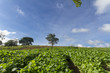 Canteiro cultivado com mudas de fumo em propriedade rural brasileira