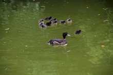 Black Brown Duck Mother With Small Ducklings In A Green Pond Water