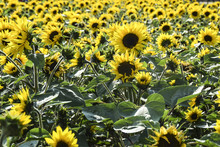 Field Of Yellow Blossoming Bright Sunflowers In Summer Colored Flowers