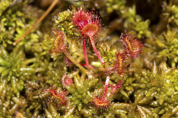 Poster - Sundew plant in a peat bog on Mt. Sunapee.