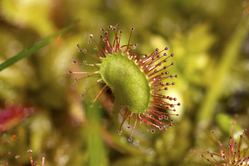 Poster - Closeup of sundew leaves in a New Hampshire bog.