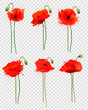 Set of a red poppies flowers on transparent background. Vector.