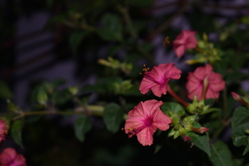 Flor nocturna rosada