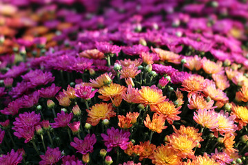 Sticker - hardy mum flower in Autumn season