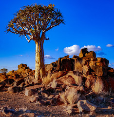 Wall Mural - Quivertrees are unique to Namibia