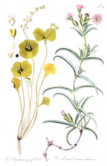 Illustration of plant