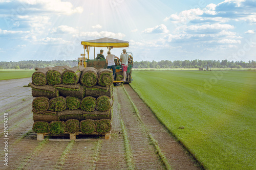 Workers cut and stacked on pallets on the turf sod farm. Rolled lawn, green grass. © Serge Touch