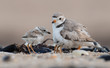 Piping Plover chicks with Females