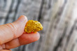 canvas print picture - hand holding a pure gold nugget found in mine