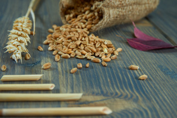 Wheat seeds in jute sack and ear of ripe wheat