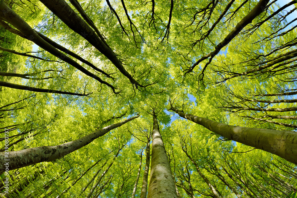 Beech Trees Forest in Early Spring, from below, fresh green leaves - obrazy, fototapety, plakaty 