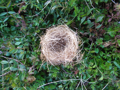 藁でできた丸い鳥の巣 空き家2 Stock 写真 Adobe Stock
