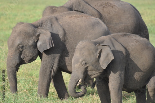 Zdjęcie XXL Azjatyccy słonie w Sri Lanka