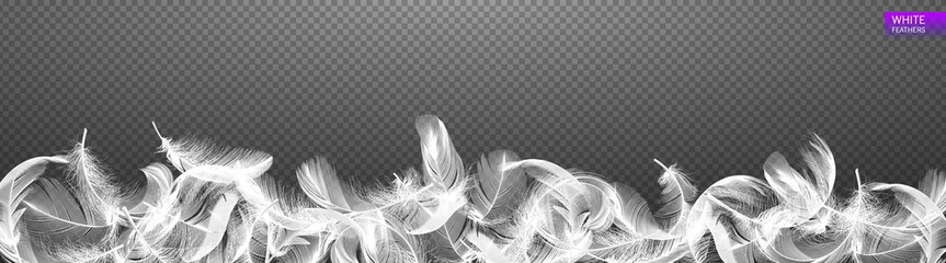 Wall Mural - falling twirled realistic feathers isolated on a transparent background. easy style, can be used in 